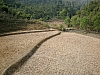 rice paddies.jpg