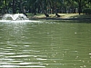 turtle in here somewhere.JPG