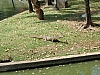 water monitor lizard.JPG