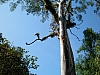 weridtree.jpg