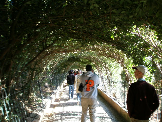gda_tree arch.JPG
