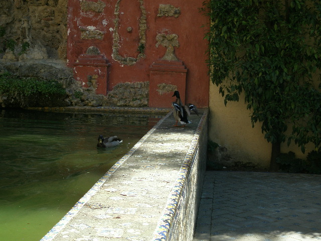 sva_ducks.JPG