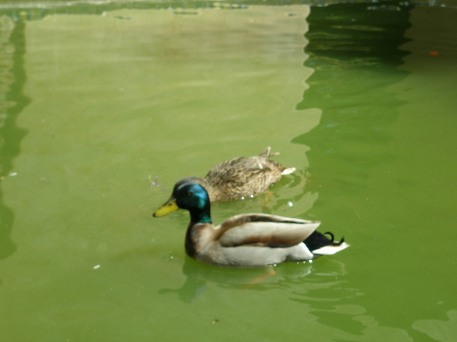 sva_ducks2.JPG
